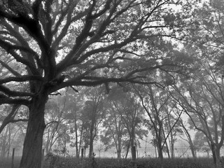 Oak tree mist foggy