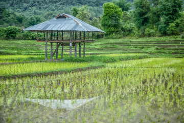 Fototapeta na wymiar Small farmers' cottages in the rainy season.