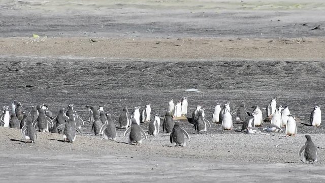 Gentoo Penguins chiks