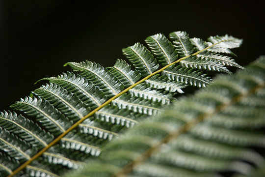 Fern in a rainforst in Costa Rica