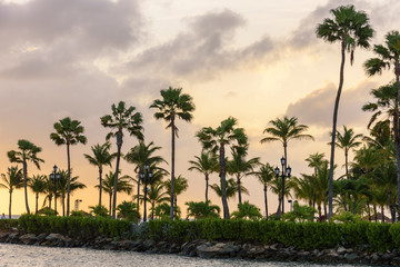 Fototapeta na wymiar Palm trees silhouette at sunset
