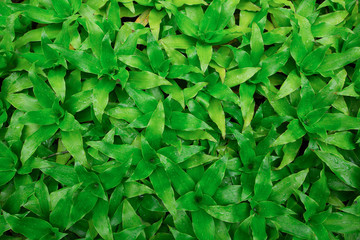 Dense green plant