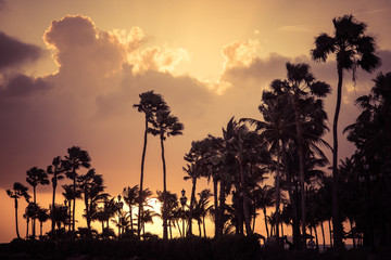 Palm trees silhouette at sunset