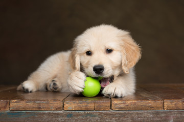 Golden Retriever Puppy chewing on a green toy ball