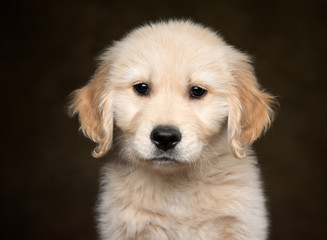 Golden Retriever Puppy head shot looking at camera on a dark background