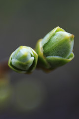 Spring buds close-up