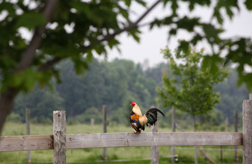 Wide shot of a Rooster sitting on a wooden fence. © Sherry Lemcke