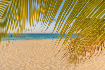 Palms on an idyllic Caribbean beach
