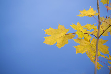 Fototapeta na wymiar maple leaves bright yellow on a blue background