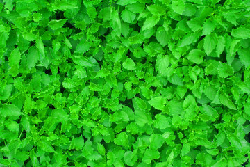 Green leaves background