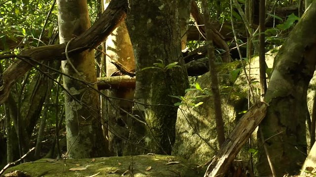 Slow motion tracking shot moving right to left through an Australian rainforest, tight on trees