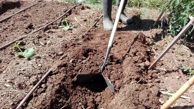 Arando en Huerto ecol&oacute;gico