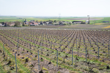 Vineyard in Champagne, France