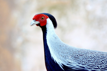 Close up silver pheasant