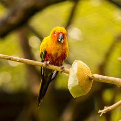 Sun Conure (Aratinga solstitialis) sitting on a branch.
