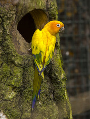 Sun Conure (Aratinga solstitialis) sitting on a branch.