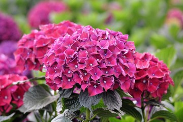 hydrangea in a greenhouse