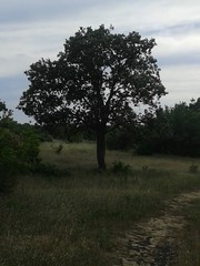 The oak tree. Plants
