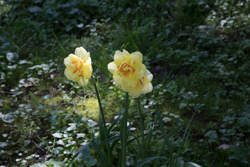 Yellow Flowers