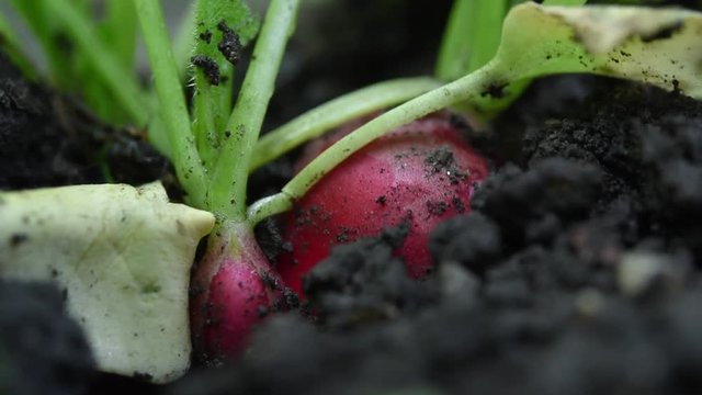 Rote Radischen werden frisch aus der Erde gezogen