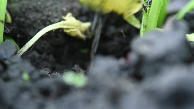 Rote Radischen werden frisch aus der Erde gezogen