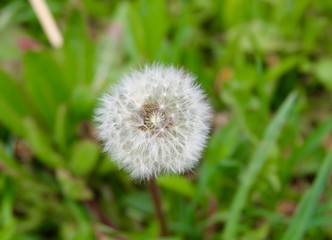 The white dandelion in the grass on a close up view.