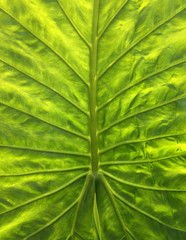 Broad garden shrub leaf with backlight, 2017.