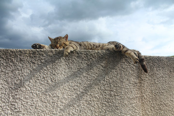 chat tigré dormant sur un mur
