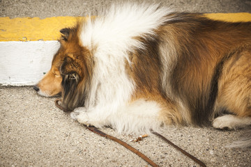 A cigarette on the ground next to a Shetland sheep dog lying down on a concrete step outdoors.