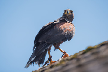 Greifvogelschau