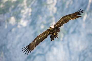 Greifvogelschau