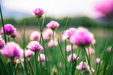 Obraz premium Schnittlauchfeld im Frühling, lila Blüten, Ackerbau