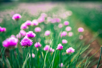 Fototapeta premium Schnittlauchfeld im Frühling, lila Blüten, Ackerbau