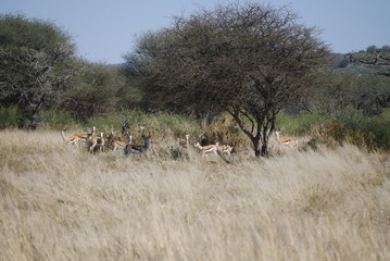 springbox herd