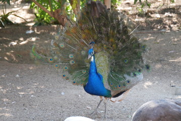 Obraz premium peafowl