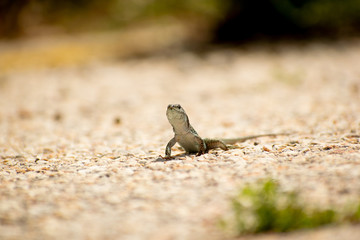Image shows a common wall lizard(Podarcis muralis )