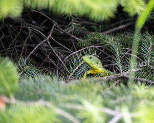 Image shows the head of a Balkan green lizard (Lacerta trilineata) who is hiding inside a bush