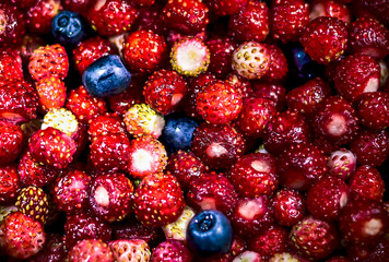 Many ripe, juicy, mouth-watering berries. Wild strawberry and blueberries.