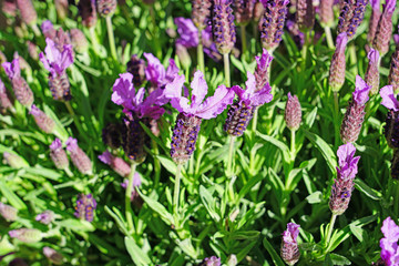 Fragrant purple French lavender flowers with a purple bow on top