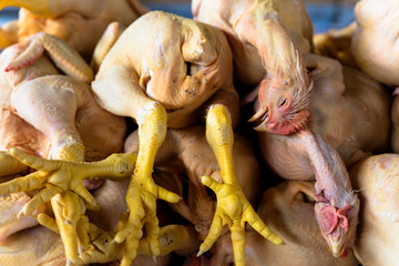 chicken exposed in market