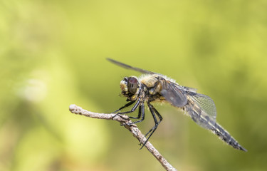 Libellula quadrimaculata