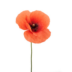 bright red poppy flower isolated on white