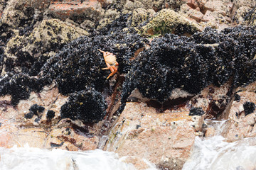 Ballestas Islands, Per&ugrave;