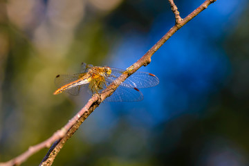 Dragonfly sits a tree branch