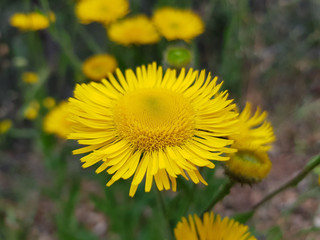Fiori  selvatici