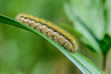 Hairy caterpillar of butterfly rhyparia purpurata