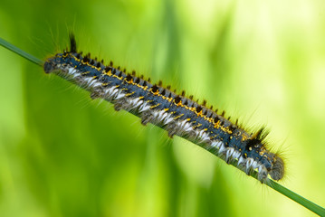 Hairy caterpillar of butterfly bombyx