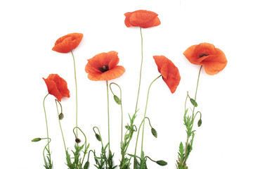 Red poppy flowers in a row on white.