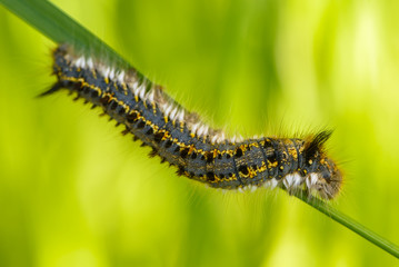 Hairy caterpillar of butterfly bombyx