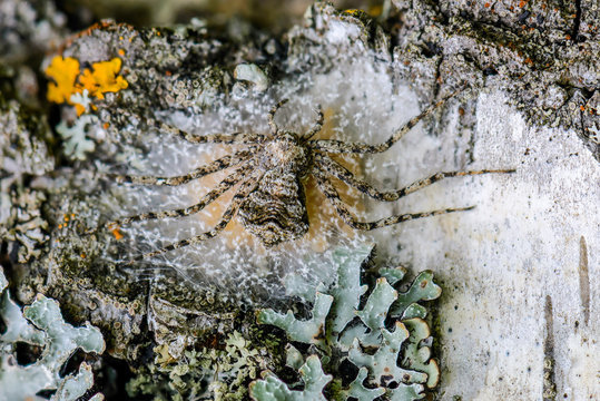 Female spider philodromus margaritatus